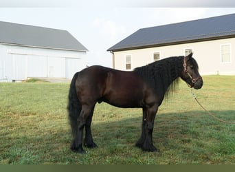 Fellpony, Wallach, 6 Jahre, 140 cm, Rappe