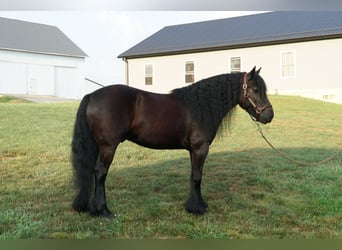 Fellpony, Wallach, 6 Jahre, 140 cm, Rappe