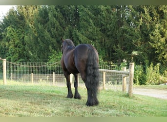 Fellpony, Wallach, 6 Jahre, 140 cm, Rappe