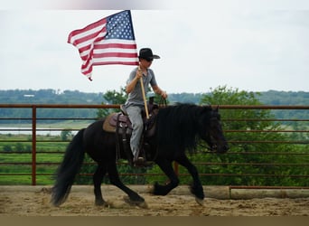 Fellpony, Wallach, 6 Jahre, 140 cm, Rappe