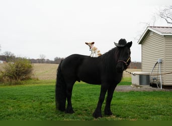 Fellpony, Wallach, 6 Jahre, 140 cm, Rappe