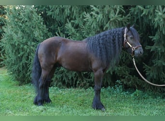Fellpony, Wallach, 6 Jahre, 140 cm, Rappe