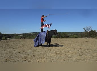 Fellpony, Wallach, 6 Jahre, 140 cm, Rappe