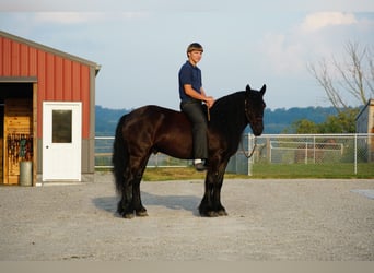 Fellpony, Wallach, 6 Jahre, 140 cm, Rappe
