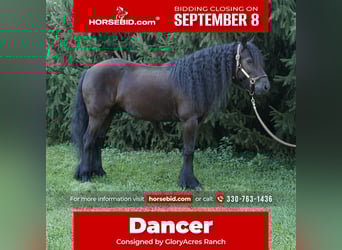 Fellpony, Wallach, 6 Jahre, 140 cm, Rappe