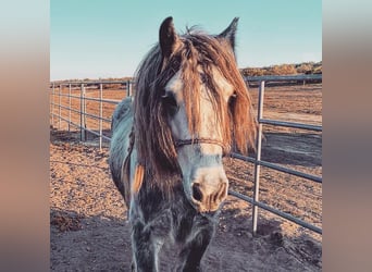Fellpony, Wallach, 6 Jahre, 142 cm, Apfelschimmel