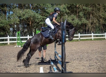 Fellpony, Wallach, 7 Jahre, 145 cm, Rappe