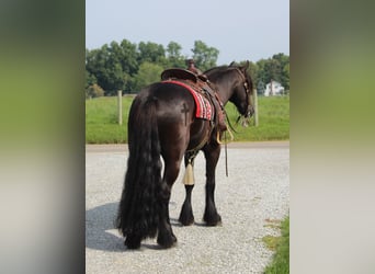 Fellpony, Wallach, 7 Jahre, 150 cm, Rappe