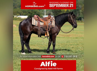 Fellpony, Wallach, 7 Jahre, Rappe