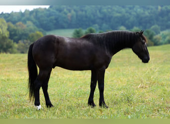 Fellpony, Wallach, 7 Jahre, Rappe