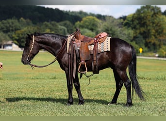 Fellpony, Wallach, 7 Jahre, Rappe