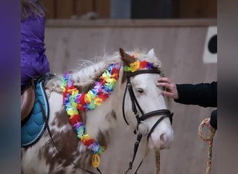 Fellpony, Wallach, 8 Jahre, 110 cm