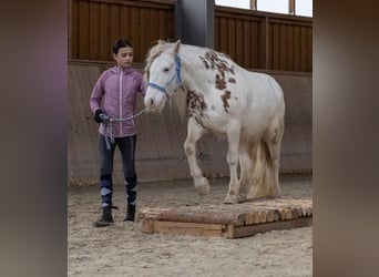 Fellpony, Wallach, 8 Jahre, 110 cm