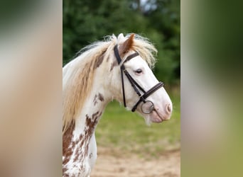 Fellpony, Wallach, 8 Jahre, 110 cm