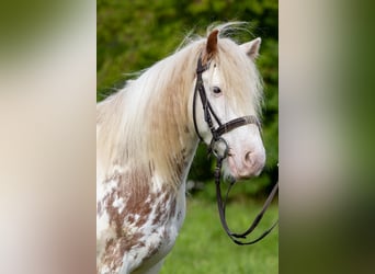 Fellpony, Wallach, 8 Jahre, 110 cm