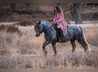 Fellpony, Wallach, 8 Jahre, 142 cm, Apfelschimmel