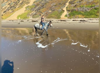 Fellpony, Wallach, 8 Jahre, 142 cm, Apfelschimmel