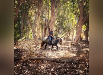 Fellpony, Wallach, 8 Jahre, 142 cm, Apfelschimmel