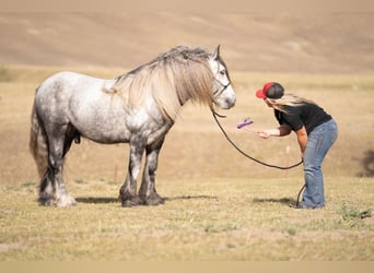 Fellpony, Wallach, 8 Jahre, 142 cm, Apfelschimmel