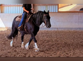 Fellpony Mix, Wallach, 8 Jahre, 146 cm, Rappe