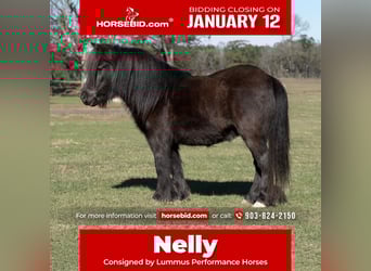 Fellpony, Wallach, 9 Jahre, 107 cm