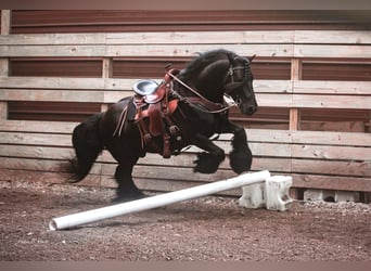 Fellpony, Wallach, 9 Jahre, 137 cm, Brauner