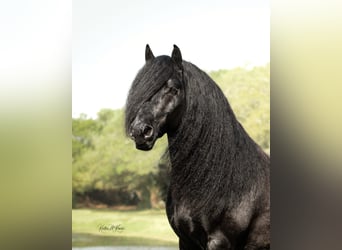 Fellpony, Wallach, 9 Jahre, 137 cm, Brauner