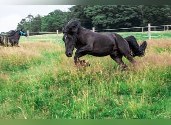 Fellpony, Wallach, 9 Jahre, 143 cm, Rappe