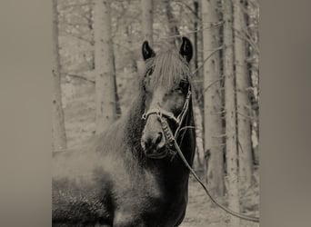 Fellpony, Wallach, 9 Jahre, 143 cm, Rappe