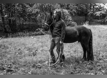 Fellpony, Wallach, 9 Jahre, 143 cm, Rappe