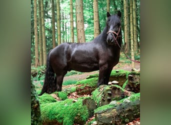 Fellpony, Wallach, 9 Jahre, 143 cm, Rappe