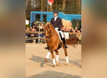 Hanoverian, Stallion, 11 years, 16.1 hh, Chestnut-Red