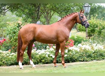 Hanoverian, Stallion, 11 years, 16.1 hh, Chestnut-Red