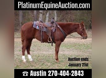 Quarter horse américain, Hongre, 5 Ans, 150 cm, Alezan brûlé, in Thompkinsville KY,