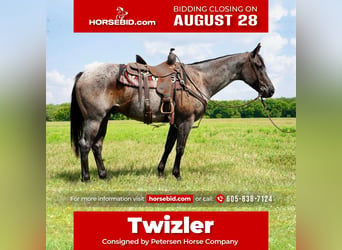 Quarter horse américain, Hongre, 7 Ans, 157 cm, Rouan Bleu, in Valley Springs, SD,