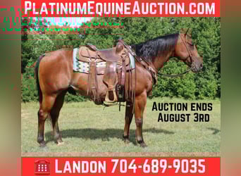 American Quarter Horse, Ruin, 10 Jaar, 147 cm, Roan-Bay, in Cherryville NC