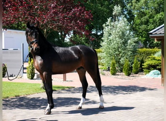 Oldenburger, Hengst, 2 Jahre, 164 cm, Dunkelbrauner, in Werlte,