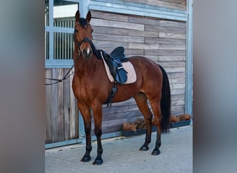 Schwedisches Warmblut Mix, Wallach, 10 Jahre, 163 cm, Hellbrauner, in Leipzig