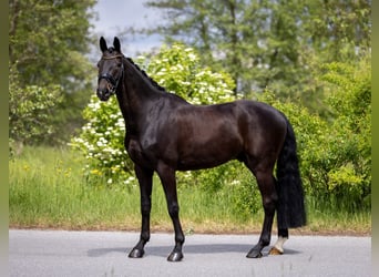 Hanovrien, Hongre, 5 Ans, 169 cm, Bai brun, in Rosenheim