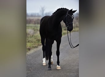 Hannoveraner, Stute, 5 Jahre, 170 cm, Rappe, in Újszász
