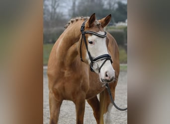 Duitse rijpony, Merrie, 7 Jaar, 139 cm, Palomino, in Fürstenau,