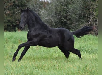 Menorquin, Stallion, 1 year, 15.2 hh, Black, in Menorca,
