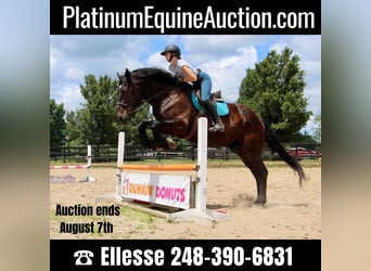 American Quarter Horse, Gelding, 13 years, 17.1 hh, Black, in Highland MI,
