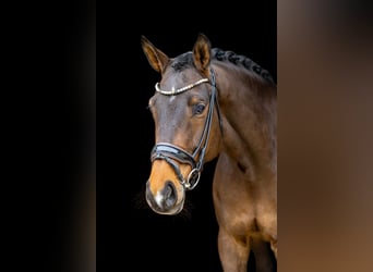 Hannover, Castrone, 6 Anni, 174 cm, Baio scuro, in Rosenheim