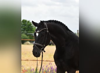 KWPN, Gelding, 4 years, 16.2 hh, Black, in Balatonfüred