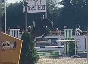 Gelding 9 years