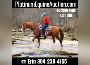 Quarter horse américain, Hongre, 13 Ans, 160 cm, Overo-toutes couleurs, in Hillsboro KY,
