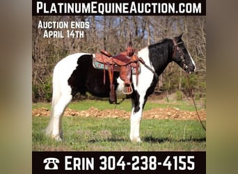 Tennessee walking horse, Caballo castrado, 14 años, 150 cm, Negro, in FLEMINGSBURG, KY,