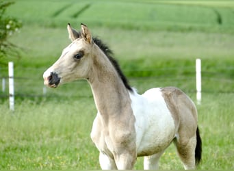 Más caballos centroeuropeos, Semental, Potro (04/2024), 170 cm, Pío, in Borgentreich,