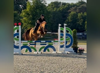 Belgisch Warmbloed, Ruin, 14 Jaar, 166 cm, Vos, in Heusden zolder